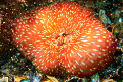 Anémone Fraise