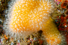 Alcyon