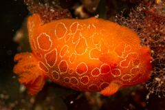 Doris Orange