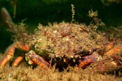 Araignée