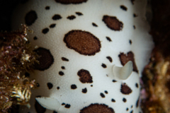 Doris Dalmatienne
