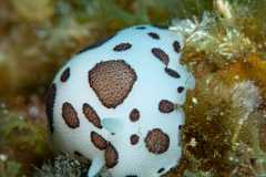 Doris Dalmatienne