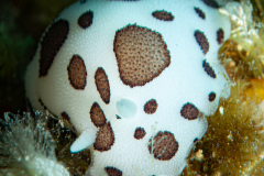 Doris Dalmatienne