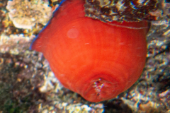 Anémone Tomate