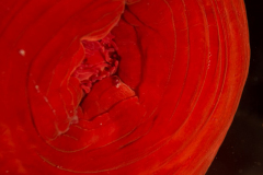Anémone Tomate