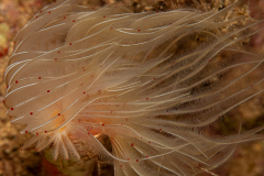 Spirographe