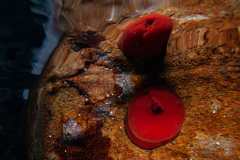 Anémone Tomate