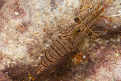 Crevette