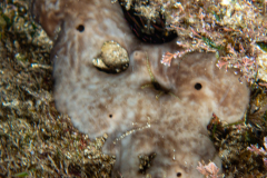 Eponge Rognon