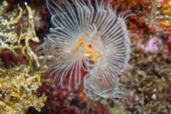 Serpule