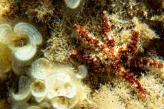 Etoile de mer épineuse