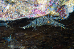 Crevette