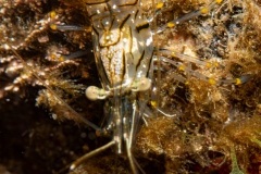Crevette