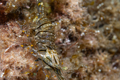 Crevette