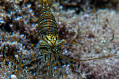 Crevette